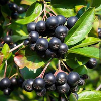 Black Chokeberry in one gallon pot. 4 ft. tall. Native . Edible 