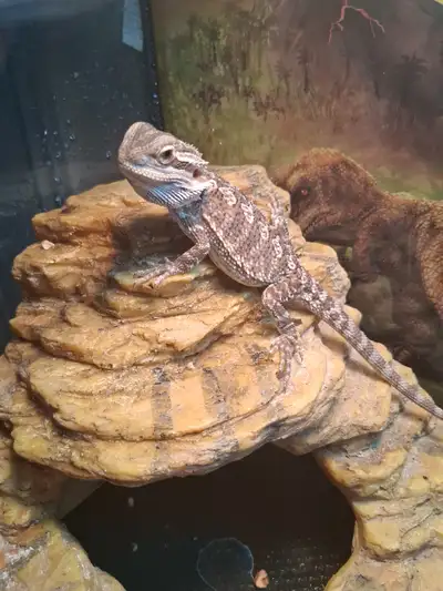 Juvenile bearded dragon 200$ all included, View more