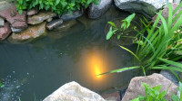 Pond Fish, Koi - I Have Room/Space For Rehoming