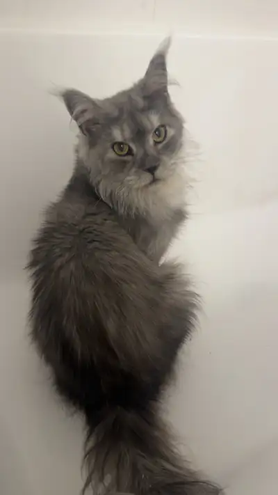 FEMALE ADULT MAINCOON AVAILABLE *URGENT*, View more