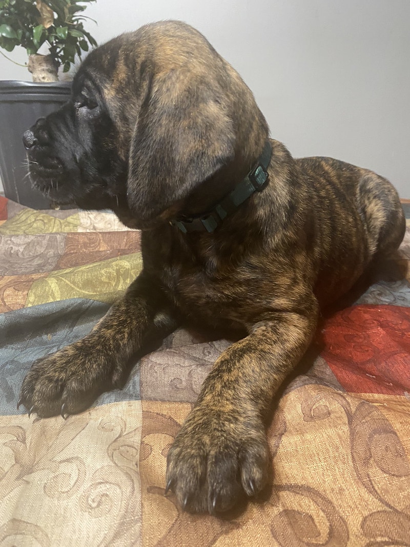 ♥️ Mastiff Puppies! Ready for their furever homes! ♥️ Dogs & Puppies for Rehoming Red Deer