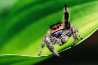 Jumping spiders SubAdults ( Phidippus regius )