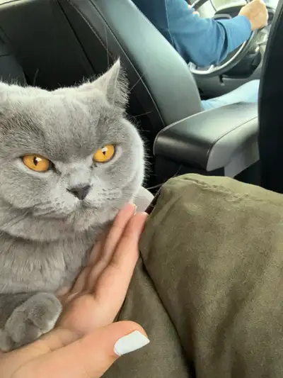 cat-Beautiful British Shorthair Cat – 2 Years Old – Spayed/Neute, View more