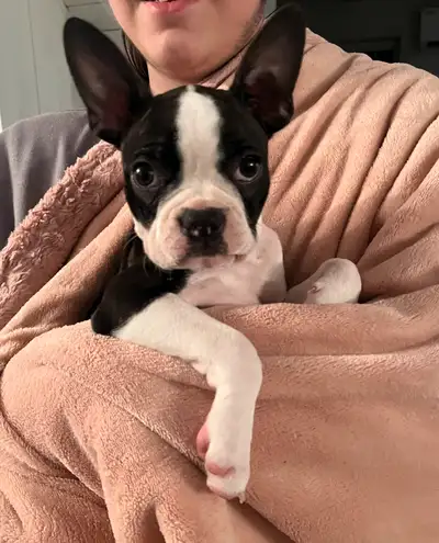 Une femelle Boston terrier née le 7 dec 2024 Colleuse et affectueuse. Très socialisée. Elle vient no...