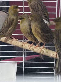 Canary Birds Male and Female! very healthy 