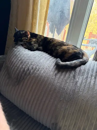 3 cats for rehomeing , View more