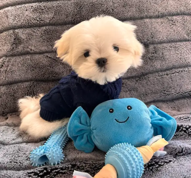Maltese miniature amazing quality ,Bichon maltais ⭐️ in Dogs & Puppies for Rehoming in Laval / North Shore - Image 8