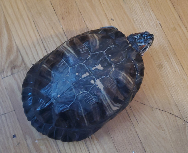Turtle for sale in Reptiles & Amphibians for Rehoming in Mississauga / Peel Region - Image 2