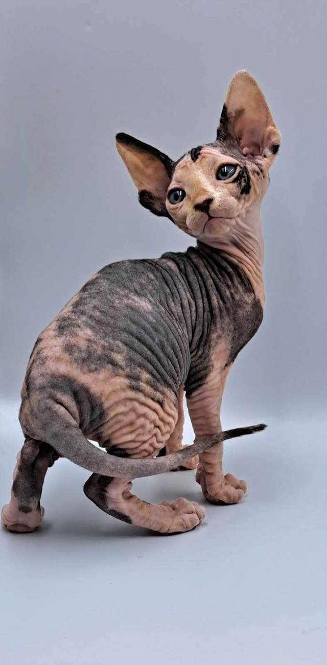 Sphynx kitten- Sold in Cats & Kittens for Rehoming in Moncton - Image 4