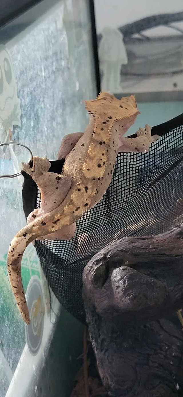Need gone! Male dalmation crested gecko in Reptiles & Amphibians for Rehoming in Windsor Region - Image 3