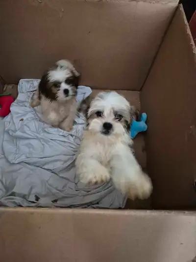 Shihtzu puppies 2 boys SOLD, View more