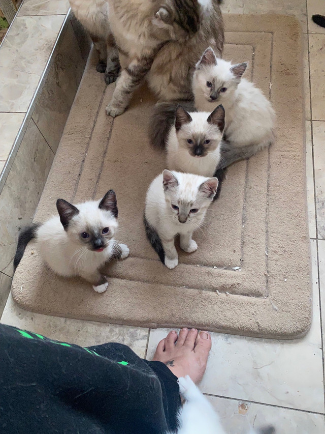 Beautiful, sweet siamese bengal kittens Cats & Kittens for Rehoming