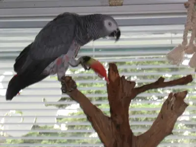 JACCUEILLE   OISEAUX   A LA RETRAITE   POUR  LA VIE, View more