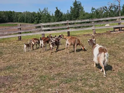 searching for acreage/farm to rent with two homes