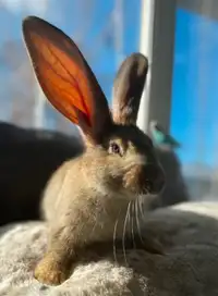 Beautiful baby bunny boy! Continental giant rabbit