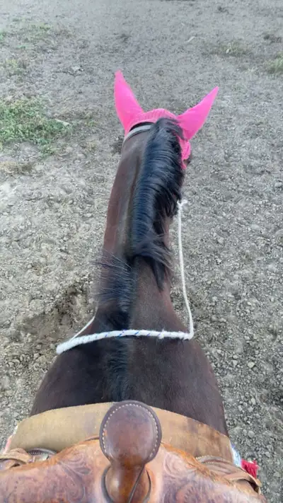 standardbred horse, View more