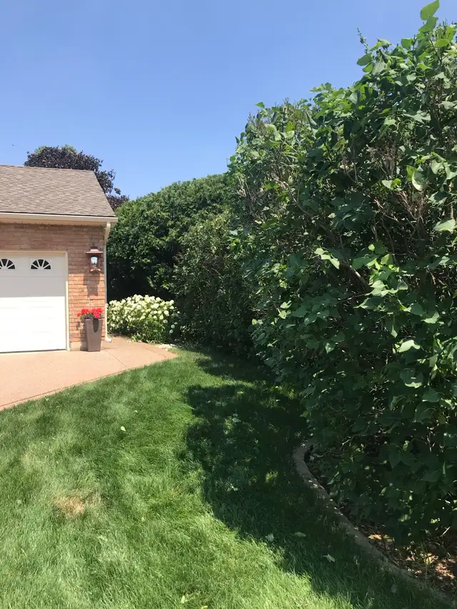 tree trimming and removals / stump grinding 63009266595971123