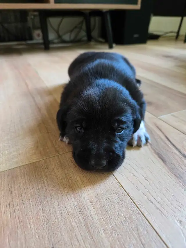 Chiots Labrador X Foxhound Américain in Dogs & Puppies for Rehoming in West Island - Image 6