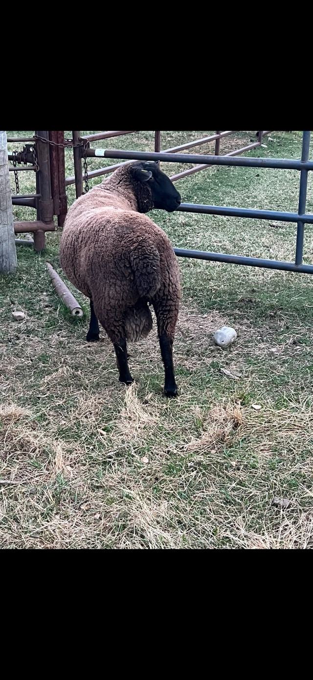 Black Suffolk Ram in Livestock in Edmonton - Image 2