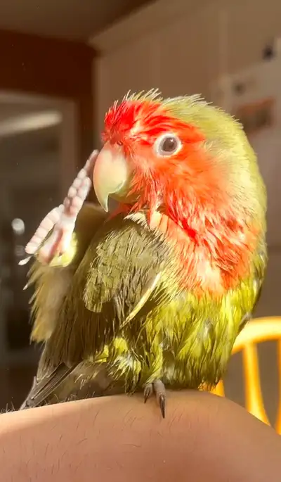 lovebird for rehoming, View more
