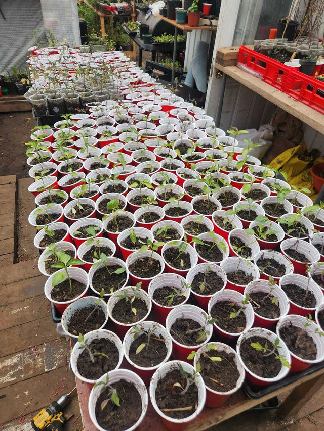 Peppers and tomatoes  in Plants, Fertilizer & Soil in Owen Sound