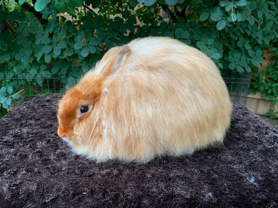 English and Satin Angora Rabbits in Small Animals for Rehoming in City of Toronto - Image 7