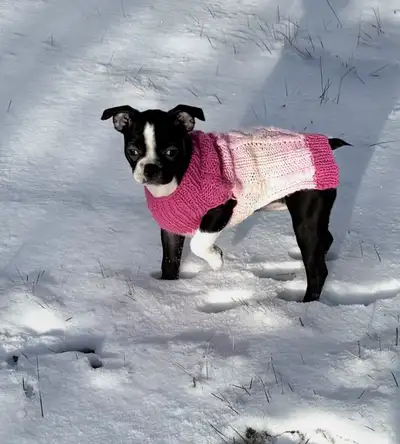 Boston Terrier X French Bulldog  Puppy, View more