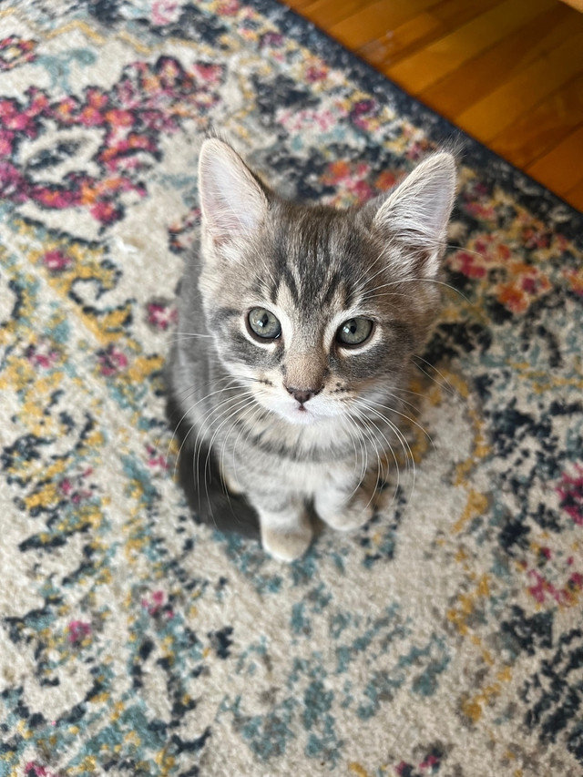 Kitten for Adoption | Chatons à adopter  dans Chats et chatons à adopter  à Ville de Montréal - Image 2
