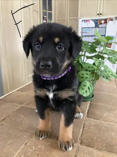 Chiots Berger allemand et Bouvier bernois, View more