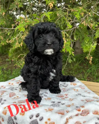 Cockapoo Puppies (Health Guarantee and Microchip included), View more