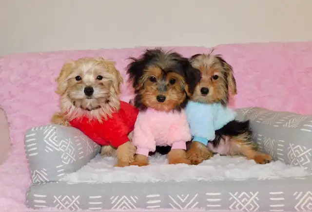 Tiny toy morkie puppies in Dogs & Puppies for Rehoming in City of Toronto - Image 8