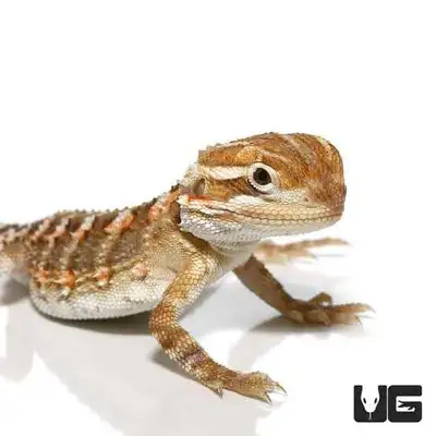 Looking for a couple Rankin dragons, would prefer hatchlings, but open to see what's out there. Plea...