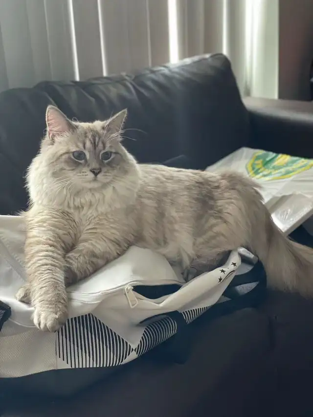 Pure Siberian kittens are available