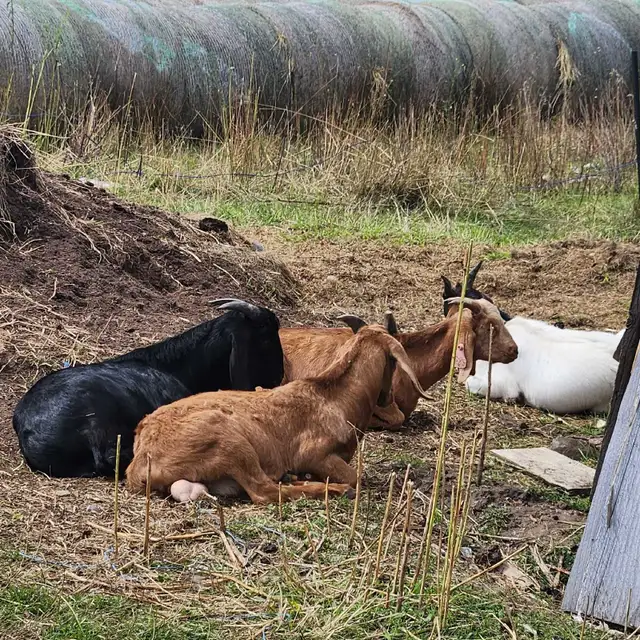  20 Purebred Boer Bucklings – 4 Months Old – $350 Each in Livestock in Oshawa / Durham Region - Image 6