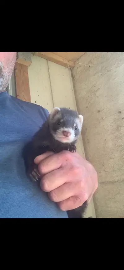 ferrets baby, View more