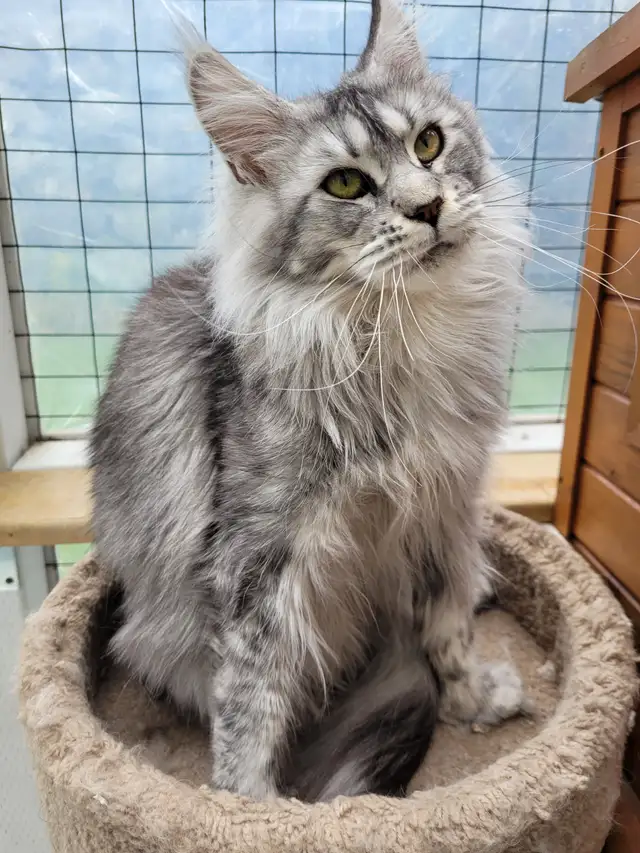 Registered Purebred Maine Coon Kittens in Cats & Kittens for Rehoming in Victoria - Image 10
