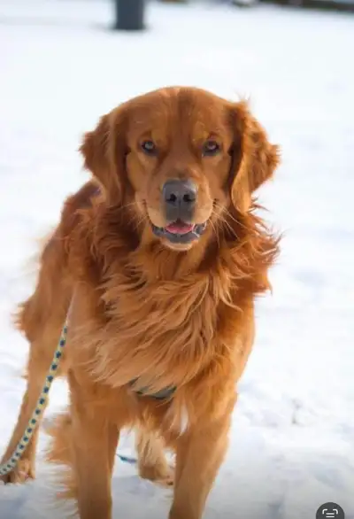 Male Golden Retriever, View more