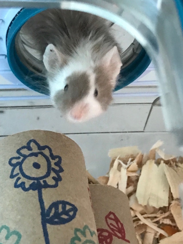 3 Souris bicolor et cages toute équipée Petits animaux à adopter