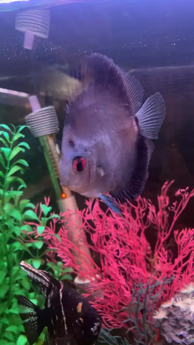 Discus fish for sale, View more