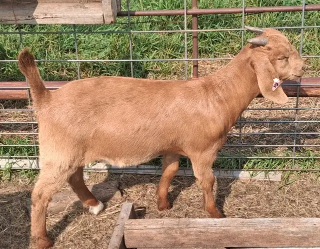 Boer Doeling Goats.  These female goats were born April 7 - 17. in Livestock in Lloydminster - Image 7