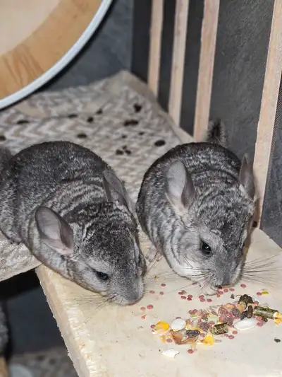 Baby chinchillas for sale (all girls). Raised in a loving environment, frequently held on hands. Onl...