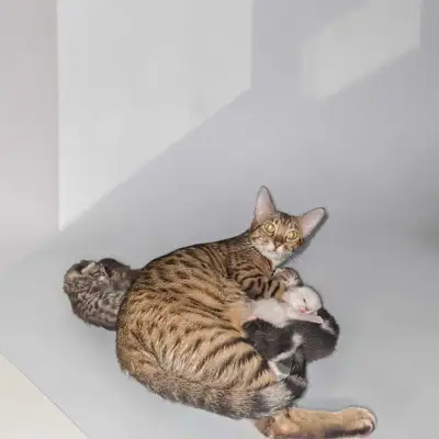 Bengal Kittens, View more