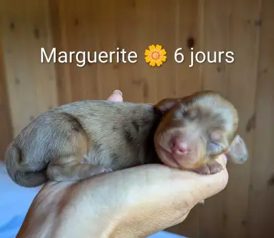 Magnifique chiots Teckel poil long, View more
