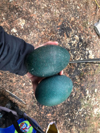 Fertilized Emu eggs