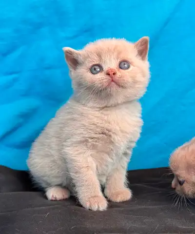 www.lelacutekittens.com We have registered kittens rare colors One still available Will be FULLY vet...