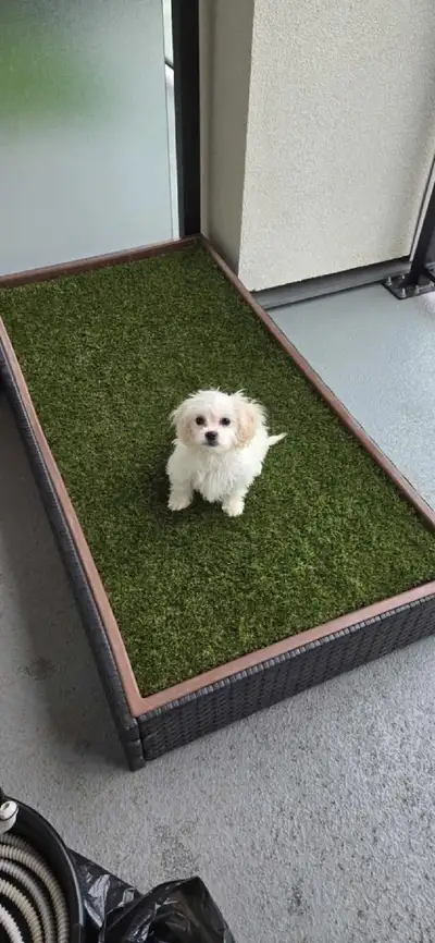 Family raise puppies. Comes with first shots dewormed And puppy bag. With sample good treats Pee mat...