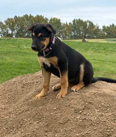 Shepherd/Rottie Puppy, View more