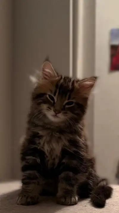 Chatons à vendre, View more