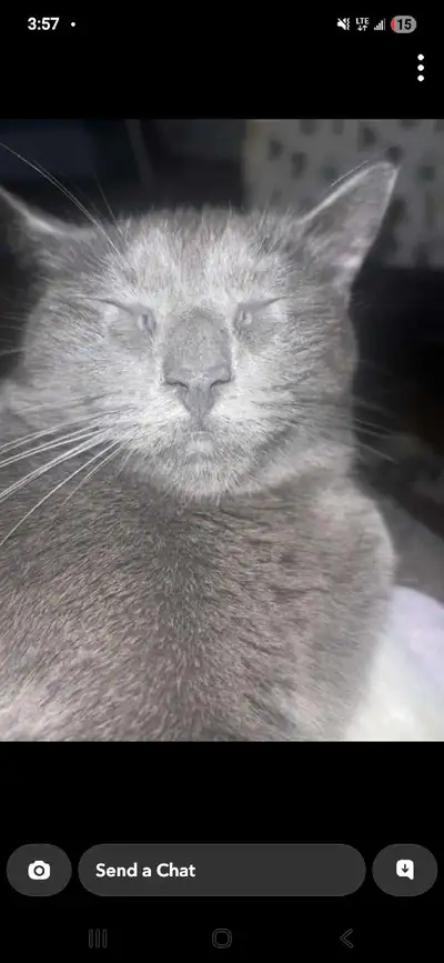 female cat , View more