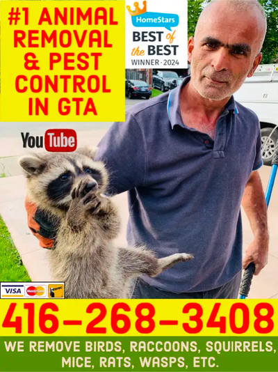 RACCOON SQUIRREL SKUNK MOUSE RAT BIRD REMOVAL 100% PEST CONTROL, View more